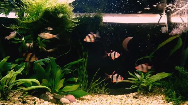 Barbus Sumatra, Odessa Barb, Суматранский барбус, Алый барбус. смотреть онлайн