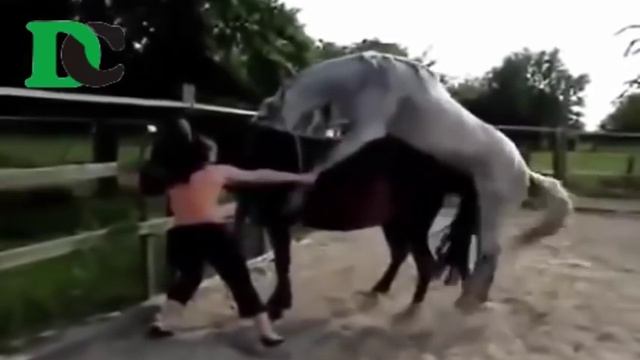 HORSE BREEDING How Can Horse Enjoys Mating