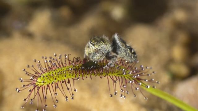 Terracotta Drosera 2k смотреть онлайн