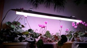 Управление временем. Используем таймер для подсветки растений.