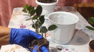 Замиокулькас пересадка и уход за ним.