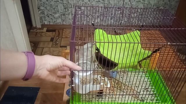 Как обустроить клетку для крыс. смотреть онлайн