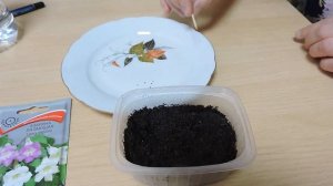 Азарина. Дневник посадок семян на рассаду.