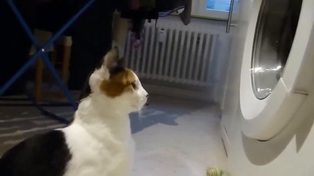 РЖАЧНЫЕ КОТЫ и СТИРАЛЬНЫЕ машины СМОТРИ! смотреть онлайн