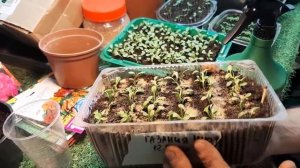 Гацания растет как бешенная ВАЖНЫЙ УХОД ЗА РАССАДОЙ ГАЗАНИИ в домашних условиях