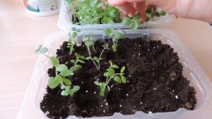 Львиный зев, пересадка рассады.