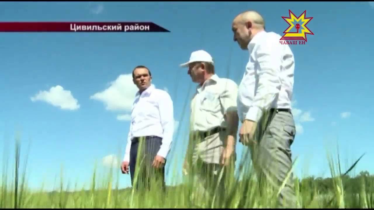 Республиканская выставка День поля 2016 в Цивильском районе смотреть онлайн
