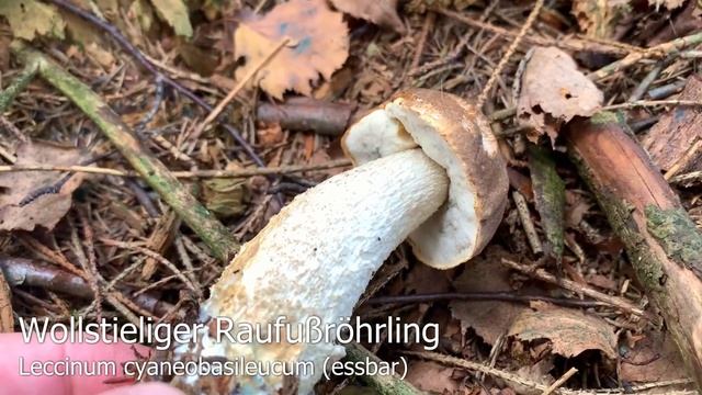 Pilze im September | 18.09.2019 | Steinpilze, Hexenröhrlinge, Raufußröhrlinge, Pfifferlinge смотреть онлайн