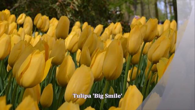 Top 25 Most Beautiful Tulips you Would Like to See in Your Garden смотреть онлайн