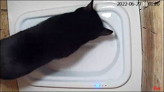 Автоматический кошачий туалет. 10 СМЫВОВ + 1 смотреть онлайн