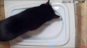 Автоматический кошачий туалет. 10 СМЫВОВ + 1