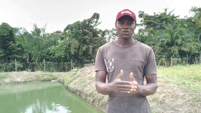 Complete video of Present Cost of stocking 1000 hybrid and Clarias catfish смотреть онлайн