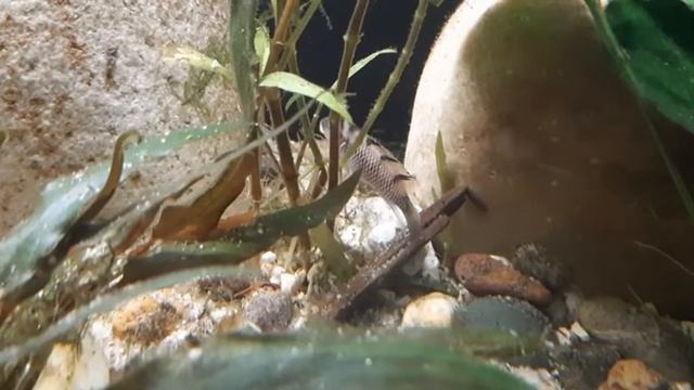 Nanochromis transvestitus with fry 2021-9-13 смотреть онлайн