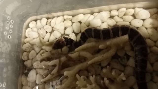 Кормление детёныша масковой водяной змеи(Homalopsis buccata)-2 смотреть онлайн