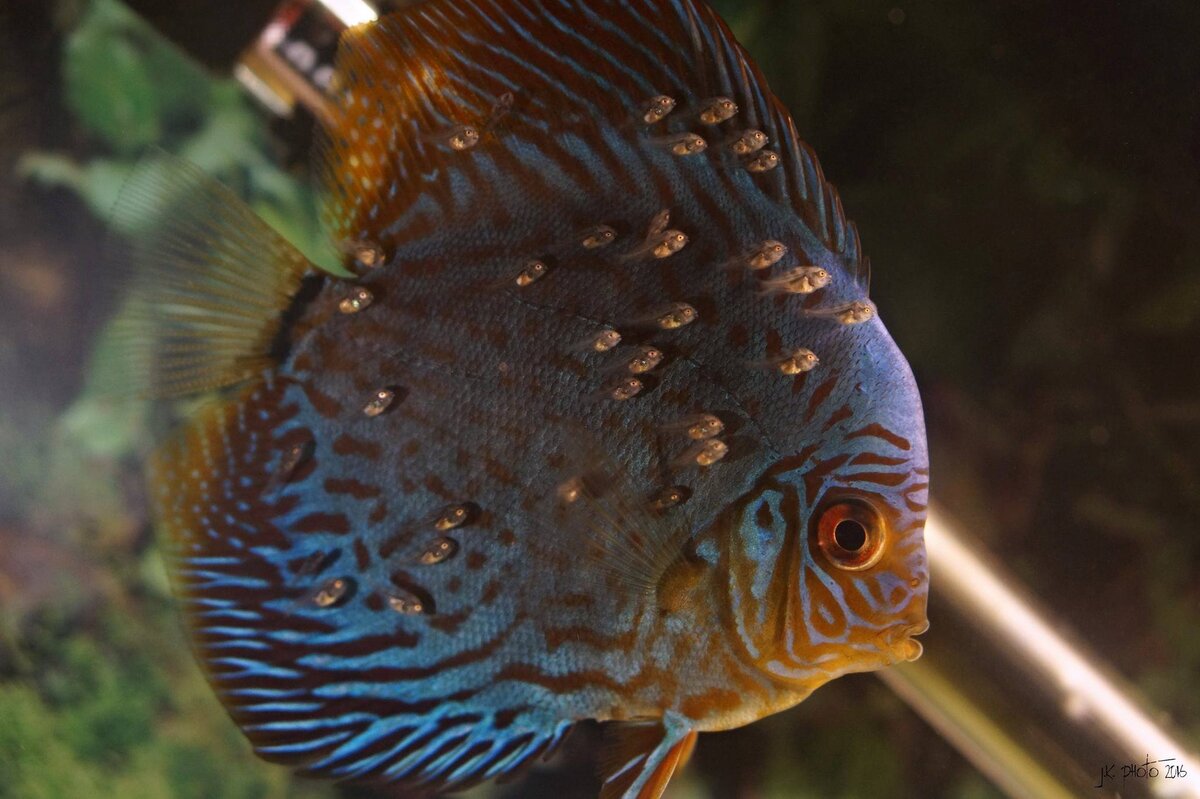 Дискус мой опыт содержания, кормление и разведения смотреть онлайн