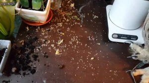 Чай с совой, травами и пчёлами. Котики за окном ищут весну, филин заваривает чай из сычей