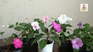 Бальзамин. Ванька мокрый. Уход. Размножение