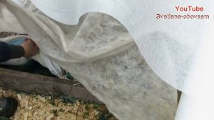 УКРЫТИЕ ГРАНАТА НА ЗИМУ ..ТРЕХЛЕТКА..ДЛЯ ЮЖНЫХ и БОЛЕЕ ХОЛОДНЫХ  РЕГИОНОВ.. САНИТАРНАЯ ОБРЕЗКА....