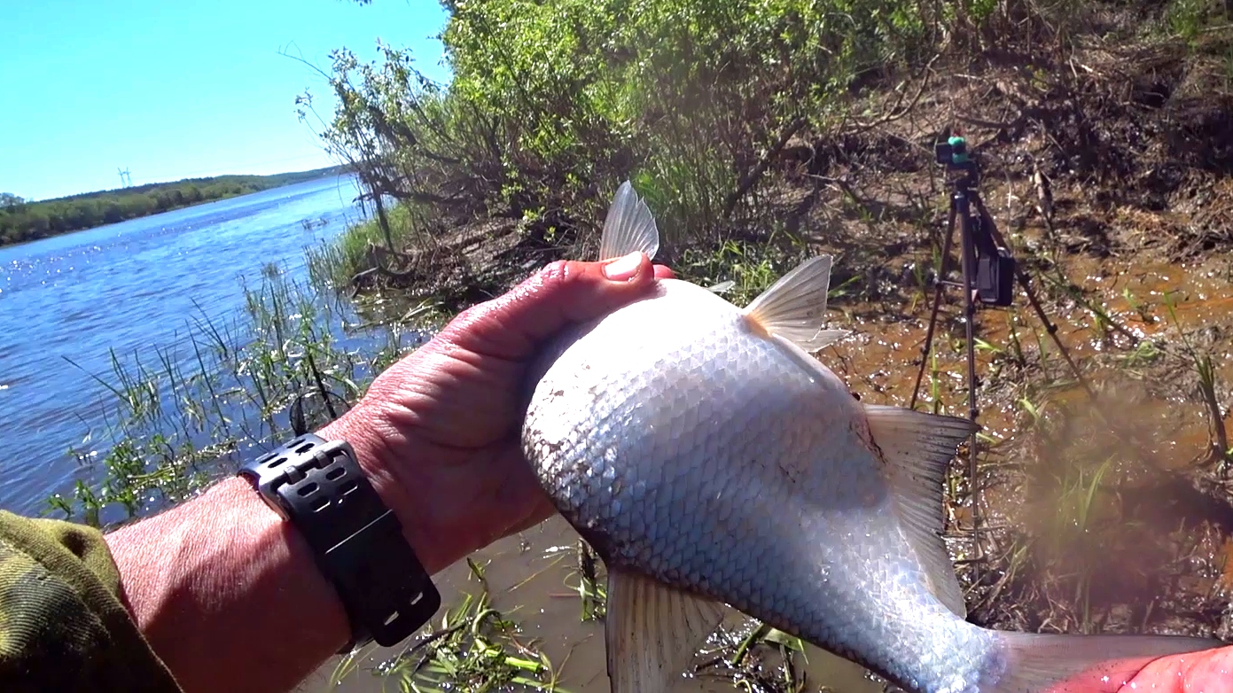 ХОРОШАЯ ГУСТЕРА. А МОЖЕТ ПОДЛЕЩИК? смотреть онлайн