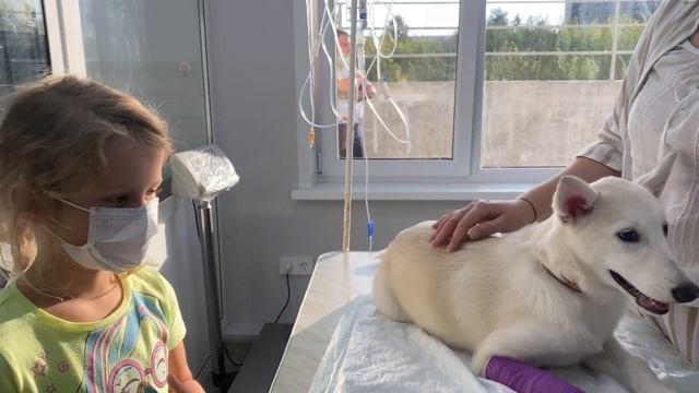 VLOG: Наша собака сломала лапу | Что делать? смотреть онлайн