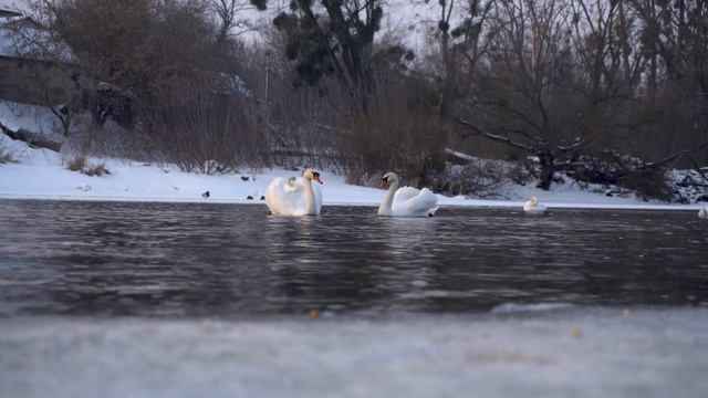 Лебеді. Річка Случ м.Новоград-Волинський 21.02.2021 смотреть онлайн