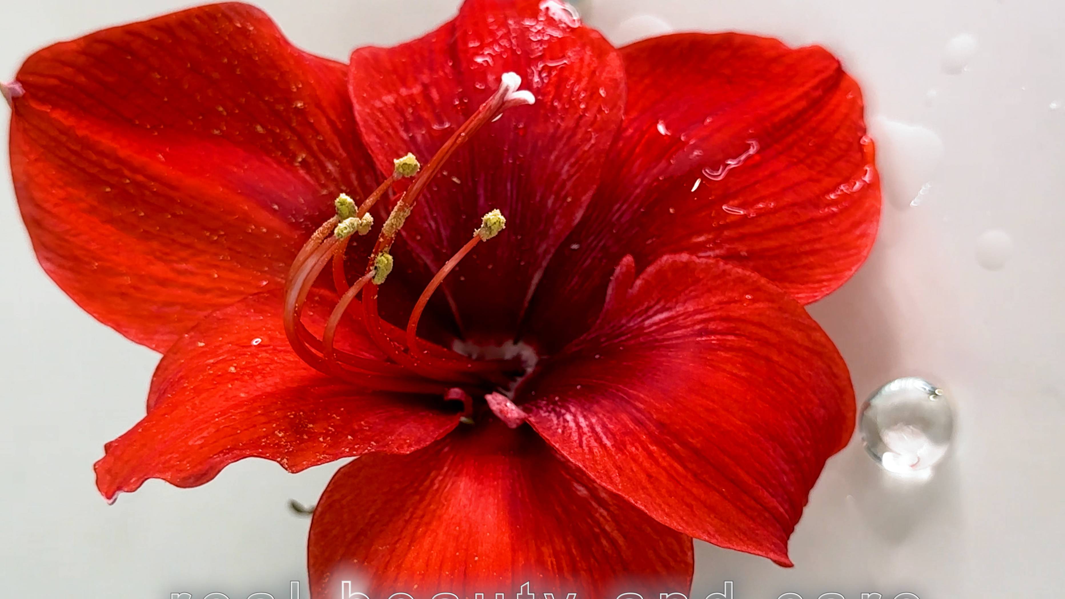 Dikson: забота о красоте - забота о природе. Caring For Beauty Is Caring For Nature. With Dikson.