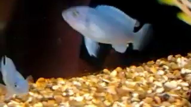 Psuedotropheus pindani смотреть онлайн