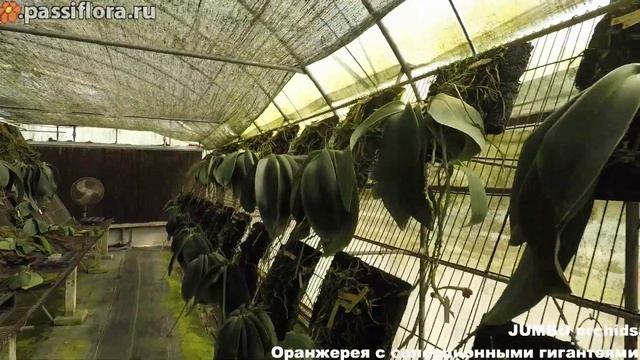 Jumbo Orchids Гигантейная оранжерея смотреть онлайн