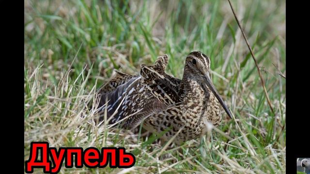 Бекасы (лат. Gallinago). смотреть онлайн