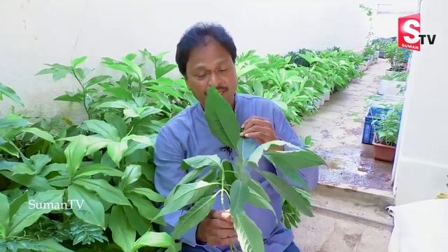 ఈఆకు కషాయం తాగితే 90 ఏళ్లయినా కిడ్నీలో రాళ్లు ఏర్పడవు|Prevent From Kidney Stones смотреть онлайн