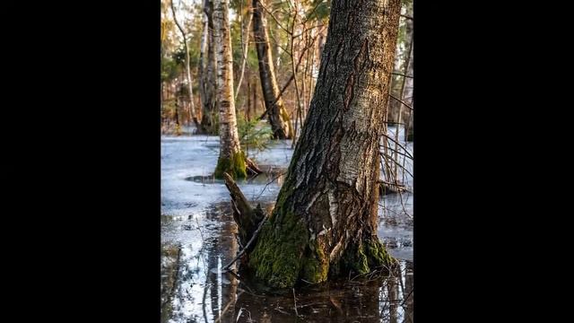 Серенада для стр. оркестра. Ч.2 П.И.Чайковский. Режиссер В.Корсакова.Съемки А.Яковлев смотреть онлайн