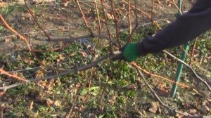 @Обрезка винограда, формировка виноградного куста