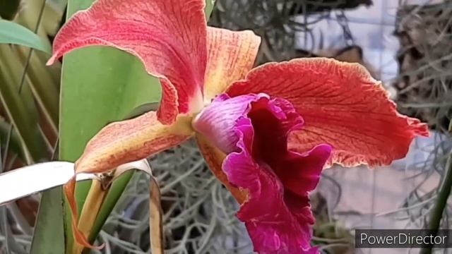 Цветение орхидеи Каттлея в период адаптации. Lc. Luminosa Saniata 4n. Цветение орхидеи по сорту ? смотреть онлайн