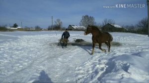 Жеребцы советские тяжеловозы, продажа 89237206845