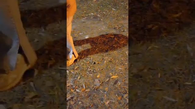 Я показываю зрителям Собаку Мальту моей сестрёнки Маши. смотреть онлайн