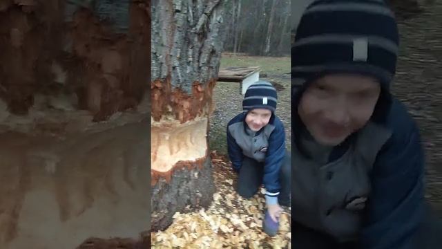 Вот он какой бобёр смотреть онлайн
