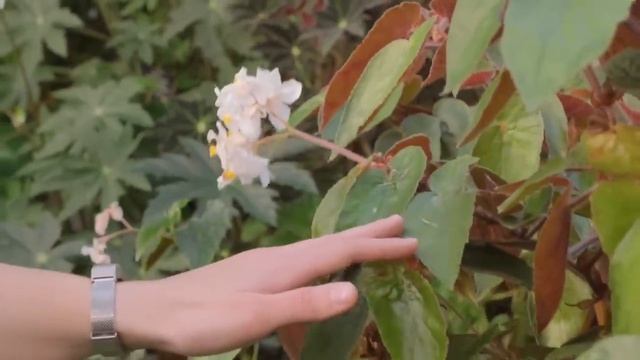 Маленькая девочка помогла разродиться раненой волчице, а та в благодарность сделала невероятное... смотреть онлайн