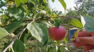 Яблони сорта "Женева эрли"??