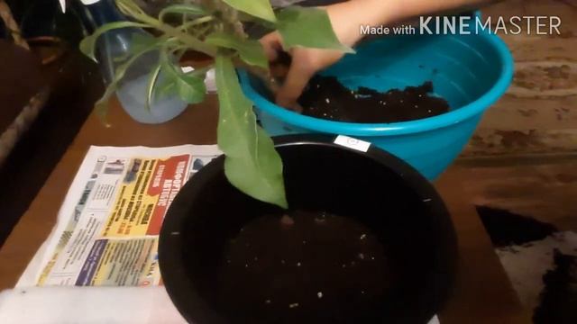 Пересаживаем плюмерию, сажаем семена плюмерий. смотреть онлайн