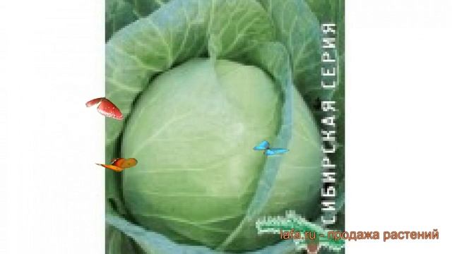 Капуста белокочанная Точка (tochka Tochka) ? капуста Точка обзор: как сажать семена капусты Точка