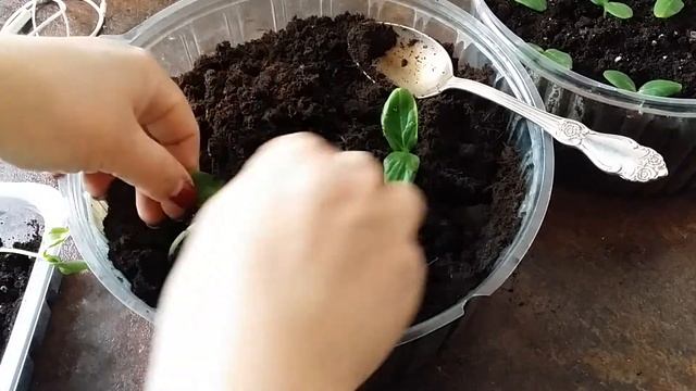 пикировка ОГУРЦОВ..всё взошло лесом..рассаживаю.08.05.2020. смотреть онлайн