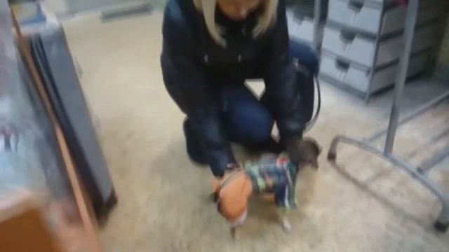 Зимний комбинезон для чихуахуа смотреть онлайн