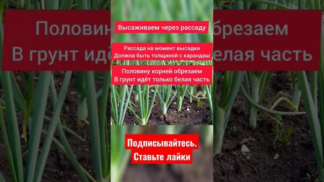 Выращиваем крупный лук по 1 кг каждый, из семян #огород #сад #лайфхаки #рассада #дача смотреть онлайн