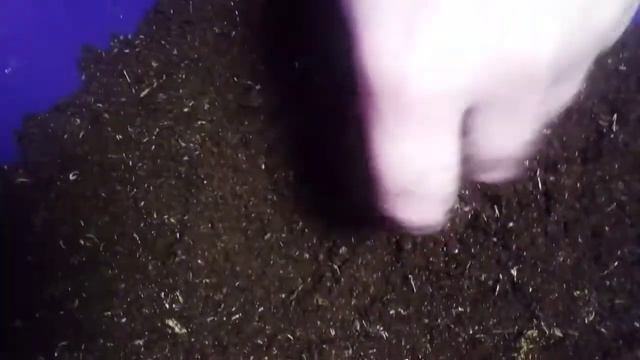 Мох сфагнум в грунте смотреть онлайн