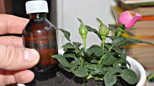 Домашнюю розу подкармливайте этим всегда! Цвести будет волшебно! Чем подкормить домашнюю розу?