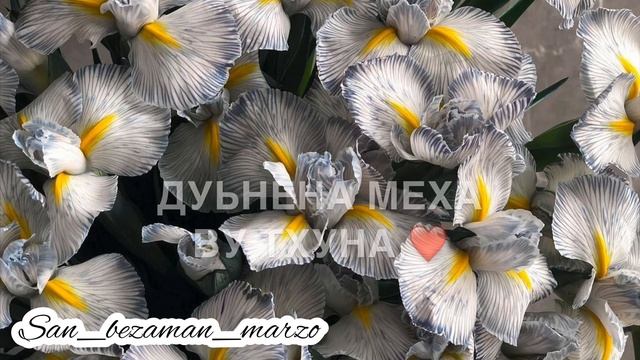 Тхан хьоме да❤️ смотреть онлайн