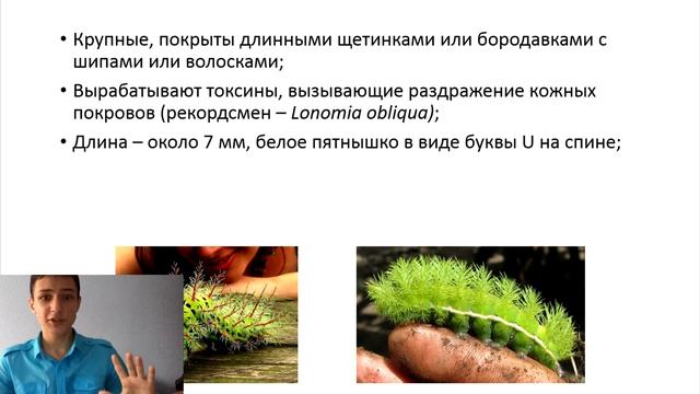 ЗНАКОМЬТЕСЬ, ГУСЕНИЦА-УБИЙЦА! смотреть онлайн