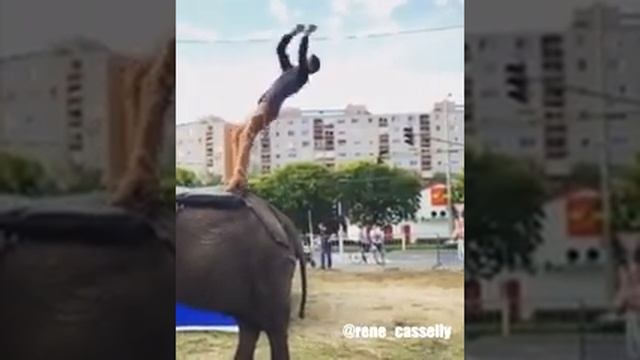 классные прирученные слоны смотреть онлайн