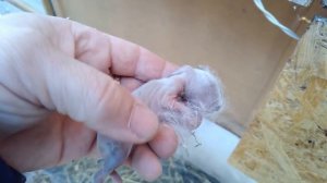 Крольчиха родила%Что будет с КРОЛЬЧАТАМИ