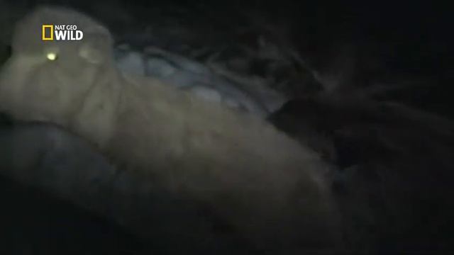 Попугай нападает на овцу смотреть онлайн